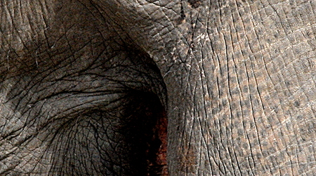 Slonie 06 – Wellawaya, Sri Lanka