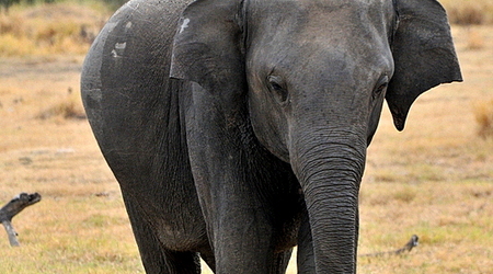 Slonie 07 – Wellawaya, Sri Lanka