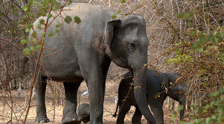 Slonie 09 – Wellawaya, Sri Lanka