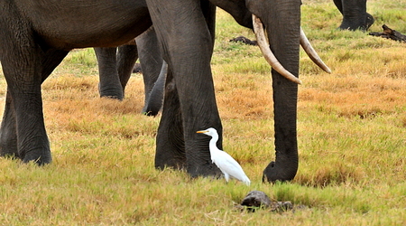 Slonie 14 – Wellawaya, Sri Lanka