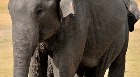 Slonie 15 – Wellawaya, Sri Lanka