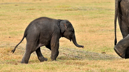 Slonie 16 – Wellawaya, Sri Lanka