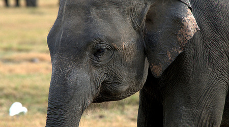 Slonie 17 – Wellawaya, Sri Lanka