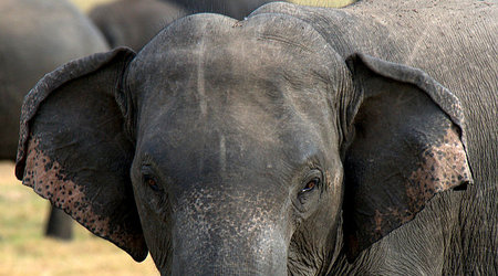 Slonie 18 – Wellawaya, Sri Lanka