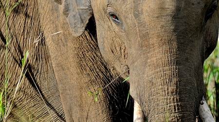 Slonie 20 – Wellawaya, Sri Lanka