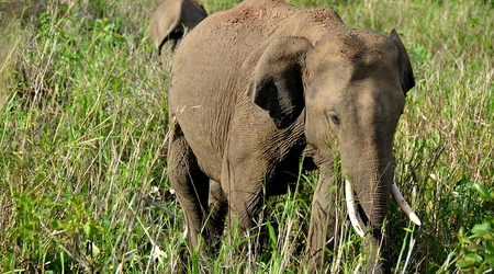 Slonie 21 – Wellawaya, Sri Lanka