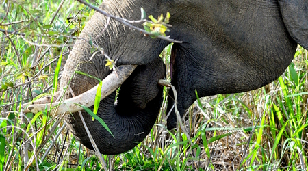 Slonie 22 – Wellawaya, Sri Lanka