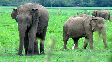 Slonie 24 – Wellawaya, Sri Lanka