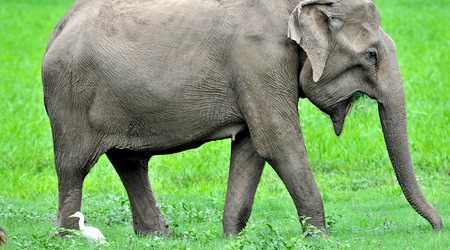 Slonie 25 – Wellawaya, Sri Lanka