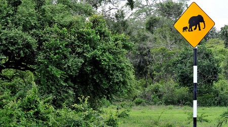 Slonie 26 – Wellawaya, Sri Lanka