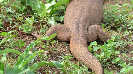 Waran (Sri Lanka) – Trinkomale