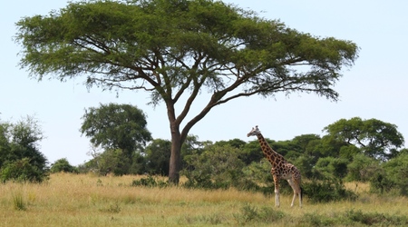 Zyrafa Rothschilda – Uganda