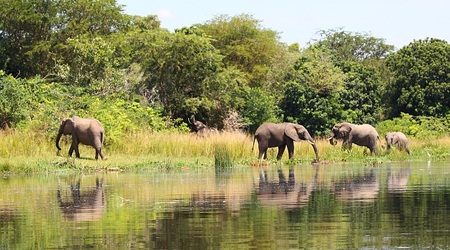 Słonie sawannowe – Uganda