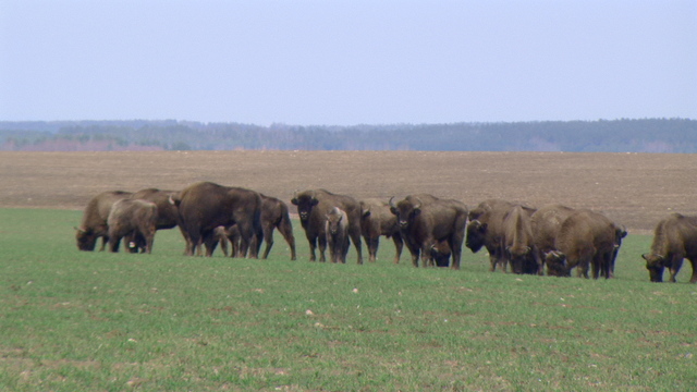 Stado żubrów.