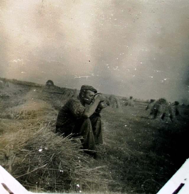 Żniwa