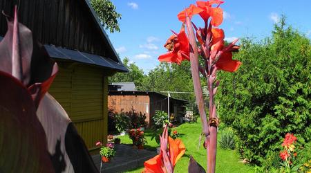 Na wiejskim podwórzu – Janów Podlaski, Polska