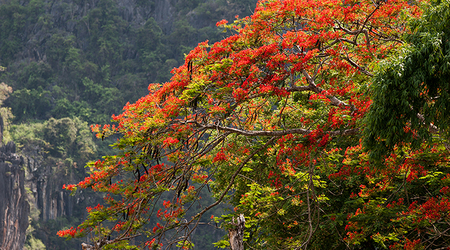 Niedaleko jaskini Pak Ou – Luang Prabang, Laos