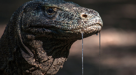 Waran na Komodo – Denpasar, Indonezja