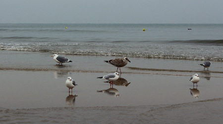 mewy – Kołobrzeg, Polska