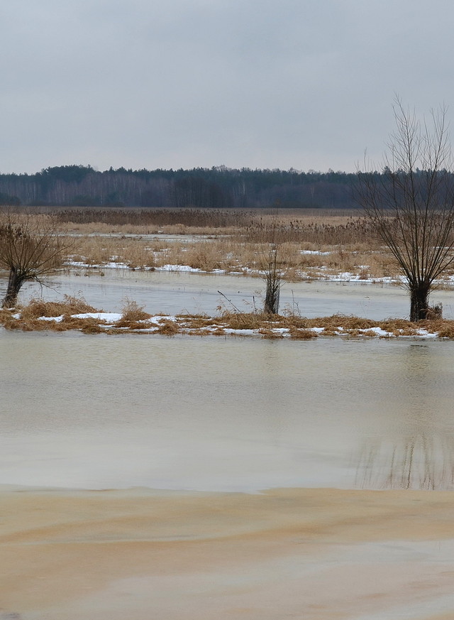 Rozlewisko rzeki Narew 01.02.2013