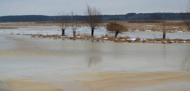 Rozlewisko rzeki Narew 01.02.2013