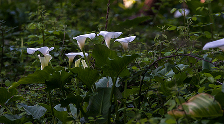 Kaliowa dolina – Crafers, Australia