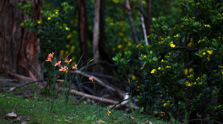 Frezjowe łąki – Crafers, Australia