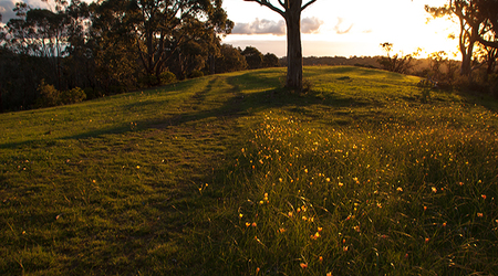 Frezjowe łąki – Crafers, Australia