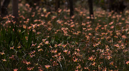 Frezjowe łąki – Crafers, Australia