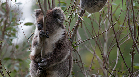 Koala story. – Crafers, Australia