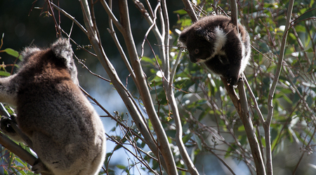 Koala story. – Crafers, Australia