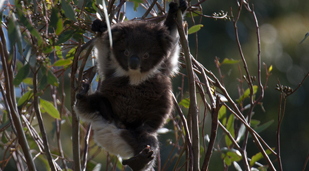 Koala story – Crafers, Australia