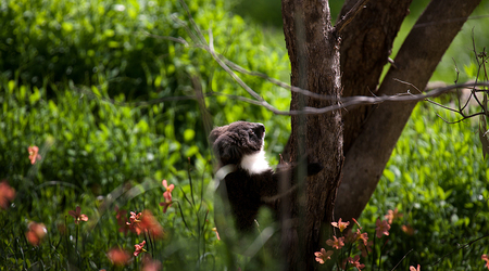 Koala story. – Crafers, Australia