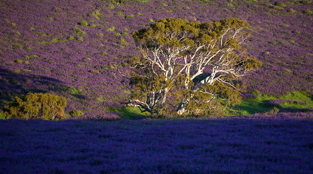 The Deep Purple – Rapid Bay, Australia