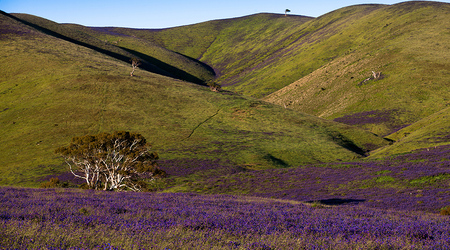 One Tree Hill – Rapid Bay, Australia