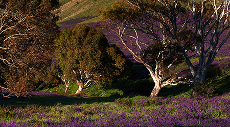Rapid Valley na Półwyspie Fleurieu – Rapid Bay, Australia