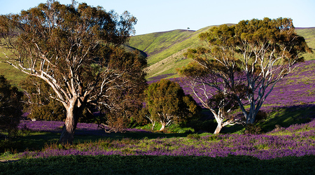 Rapid Valley na Półwyspie Fleurieu – Rapid Bay, Australia