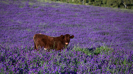 Rapid Valley na Półwyspie Fleurieu – Rapid Bay, Australia