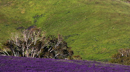 Rapid Valley na Półwyspie Fleurieu – Rapid Bay, Australia