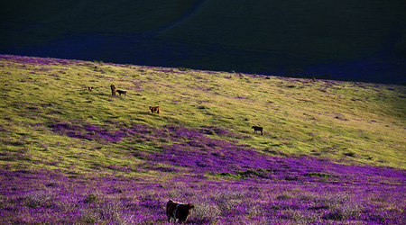 Rapid Valley na Półwyspie Fleurieu – Rapid Bay, Australia