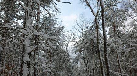 niebo i śnieg – Izabelin C, Polska