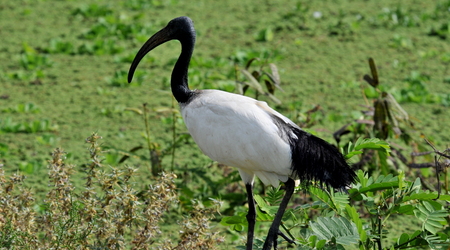 18 ziway 11 – Etiopia