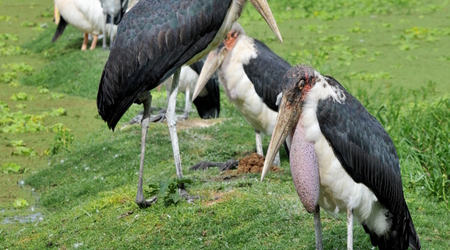 18 ziway 17 – Etiopia
