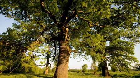 pod dębem – Rogalinek, Polska