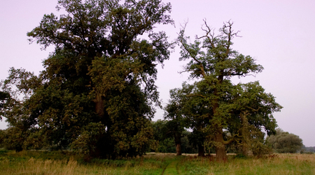 dęby – Rogalinek, Polska
