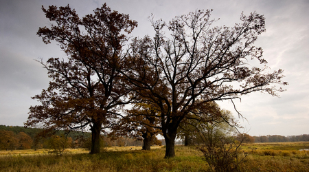 dęby – Rogalinek, Polska