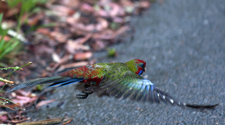 Katoomba – Australia