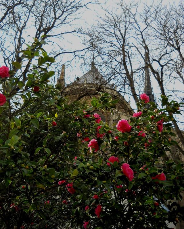 Za katedrą Notre Dame