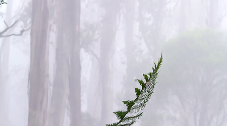 Góry Otway – Apollo Bay, Australia