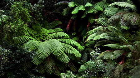 Góry Otway – Apollo Bay, Australia